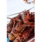 Langouste Cuite
