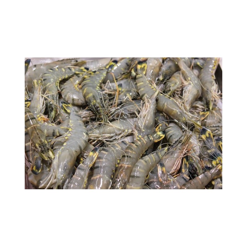Gambas crues Gambas crues