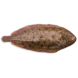 Sole Filet
