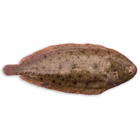 Sole Filet