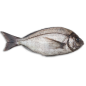 Dorade sauvage Dorade sauvage