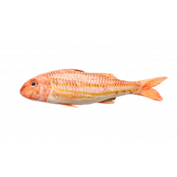 Rouget