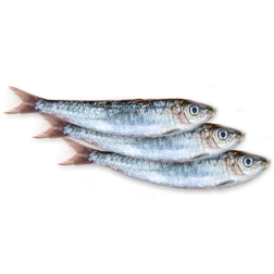 Sardines
