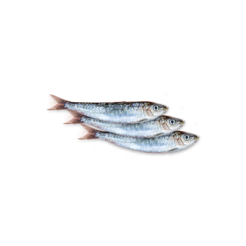Sardines Sardines