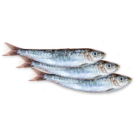 Sardines