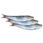 Sardines Sardines