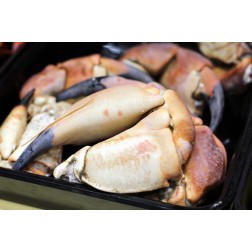 Pince de tourteau géante