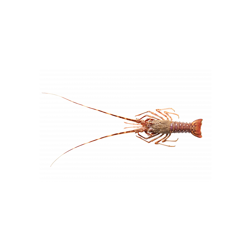 Langouste Cuite