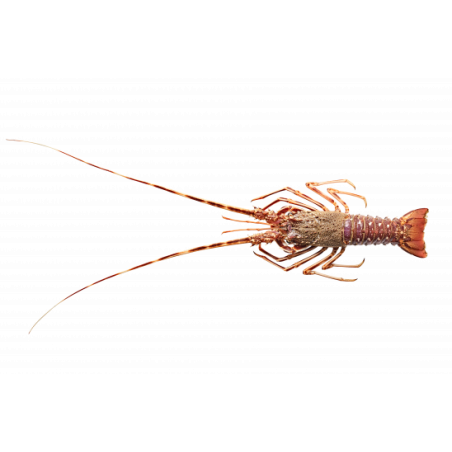 Langouste Cuite