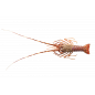 Langouste Cuite
