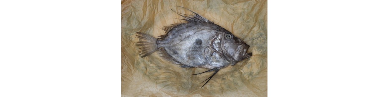 Poissons Frais